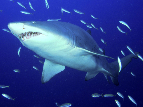 100多斤的鲨鱼怎么做好吃